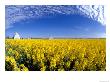 Canola Field And Gray Barn, Grangeville, Idaho, Usa by Terry Eggers Limited Edition Print