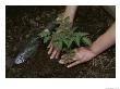 A Woman Plants A Tomato Plant In Her Garden by Taylor S. Kennedy Limited Edition Print