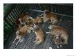 A Happy Group Of Golden Retrievers Relax Together by Stephen St. John Limited Edition Print