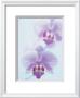 Two Orchids by Amy Neunsinger Limited Edition Pricing Art Print