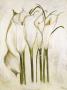 White Callas by Heidi Gerstner Limited Edition Pricing Art Print