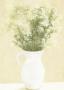 White Flowers In White Vase by David Col Limited Edition Print