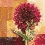 Delightful Dahlia by Gabor Barthez Limited Edition Print