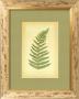 Fern V by Edward Lowe Limited Edition Print