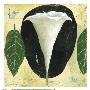 Datura by Nicholas Wilton Limited Edition Print