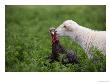A Katahdin Lamb Gives A Bronze Turkey A Kiss On A Farm In Kansas by Joel Sartore Limited Edition Print