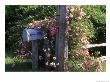 A Climbing Rose On A Pole Near A Mailbox by Darlyne A. Murawski Limited Edition Print