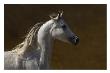 Grey Prancer Ii by Robert Dawson Limited Edition Print