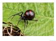 A Female Black Widow Spider, Latrodectus Mactans, On A Leaf by George Grall Limited Edition Print