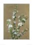 Apple Blossom by Jean Benner Limited Edition Print