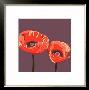 Poppies by Emily Burrowes Limited Edition Pricing Art Print