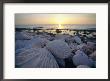 Close Up Of Shells And Pebbles On A Beach by Bill Curtsinger Limited Edition Print