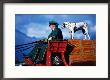 Budweiser Clydesdale Horse Cart, With Dalmation Standing On Boxes, Palmer, U.S.A. by Mark Newman Limited Edition Print