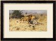 A Lion With His Prey by Wilhelm Kuhnert Limited Edition Pricing Art Print