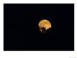 Full Moon Seen Through Trees by Fogstock Llc Limited Edition Print