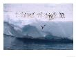 A Group Of Adelie Penguins Taking Turns Leaping Off An Iceberg by Ralph Lee Hopkins Limited Edition Pricing Art Print