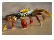 A Sally Lightfoot Crab Crawls Along The Sandy Shore by Ralph Lee Hopkins Limited Edition Print