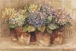 Garden Hydrangea by Albena Hristova Limited Edition Pricing Art Print