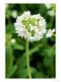 Drumstick Primula by Mark Bolton Limited Edition Print