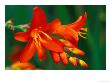 Crocosmia Walberton Red, Close-Up Of Red Flower Heads by Lynn Keddie Limited Edition Print