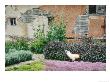 Formal Herb Garden Thyme by Jacqui Hurst Limited Edition Print