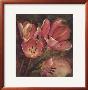 Tulip Ii by Dysart Limited Edition Print