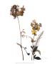 Watermark Wildflowers V by Jennifer Goldberger Limited Edition Print