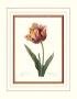 Tulip by Pierre-Joseph Redouté Limited Edition Pricing Art Print