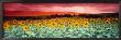 Sunflowers, Corbada, Spain by Panoramic Images Limited Edition Print