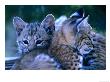 Bobcats (Felis Rufus), U.S.A. by Mark Newman Limited Edition Pricing Art Print