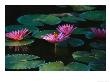 Beautiful Pink Water Lily Flowers In Bloom by Wolcott Henry Limited Edition Print