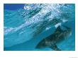A Tiger Shark Cruising Blue Waters Just Under A Wave by Bill Curtsinger Limited Edition Print