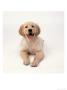 Golden Retriever Puppy by Steven Begleiter Limited Edition Pricing Art Print