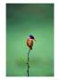 Malachite Kingfisher, Alcedo Cristata Galerita by Elizabeth Delaney Limited Edition Pricing Art Print