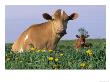 Guernsey Cow And Calf In Field Of Dandelions, Il by Lynn M. Stone Limited Edition Print
