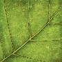 Sweet Green by Caroline Wenig Limited Edition Pricing Art Print