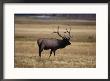 Elk In Field, Yellowstone National Park, Wy by Elizabeth Delaney Limited Edition Print
