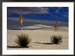 Two Yuccas In Sand by Russell Burden Limited Edition Pricing Art Print