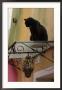 Burano, Venice, Italy by Keith Levit Limited Edition Print