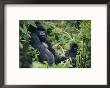 Adult Male Mountain Gorilla by Michael Nichols Limited Edition Print