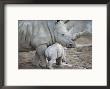 A Large White Rhinoceros And Its Young by Kenneth Garrett Limited Edition Print