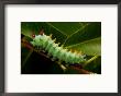 The Caterpillar Of A Cecropia Moth Feeds On A Leaf by George Grall Limited Edition Print
