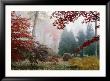Several Japanese Maple Trees In The Fall by Darlyne A. Murawski Limited Edition Print