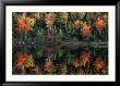 Autumn Foliage Reflected In A Canadian Lake by Raymond Gehman Limited Edition Print