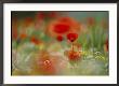 Close View Of Wildflowers, Including Poppies And Daisies, In A Field by Annie Griffiths Belt Limited Edition Print