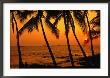 A Couple In Silhouette, Enjoying A Romantic Sunset Beneath The Palm Trees In Kailua-Kona, Hawaii by Ann Cecil Limited Edition Print