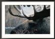 Bull Moose, Denali National Park & Preserve, Alaska, Usa by Mark Newman Limited Edition Pricing Art Print