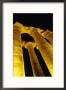 Colonnade Of Amenophis Ii At Temple Of Luxor, Luxor, Egypt by Wayne Walton Limited Edition Print