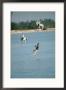 Three Brown Pelicans Dive Into Water After Fish by Bill Curtsinger Limited Edition Print