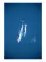 Blue Whale, With Calf, Mexico by Patricio Robles Gil Limited Edition Pricing Art Print